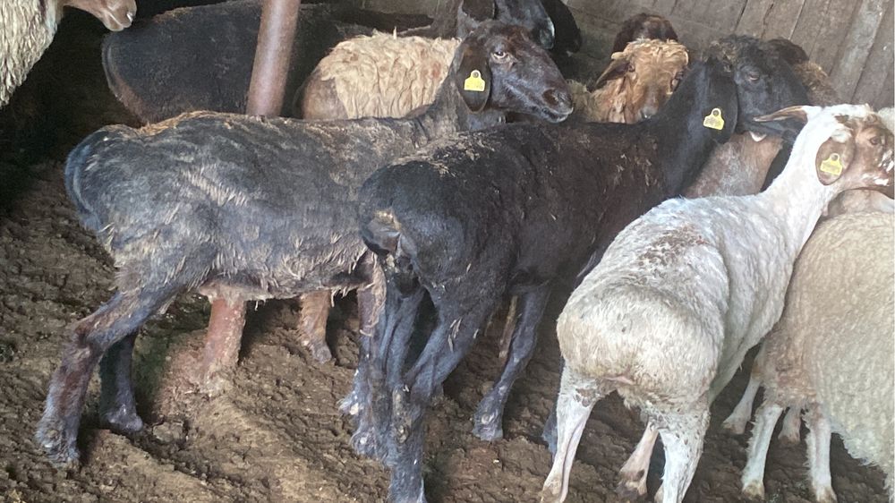 Кой сатылады. Продам баран