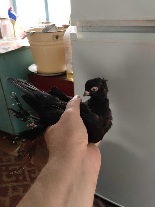 Продам молодых голубей