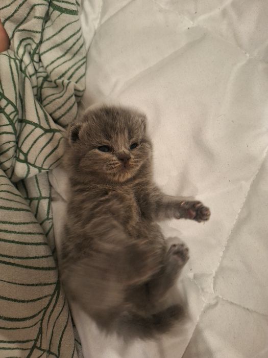 Британски котенца
