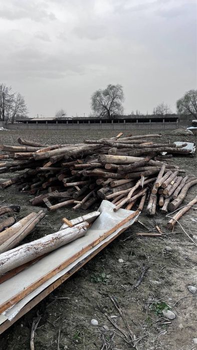 Yogʻoch Bolol sotiladi