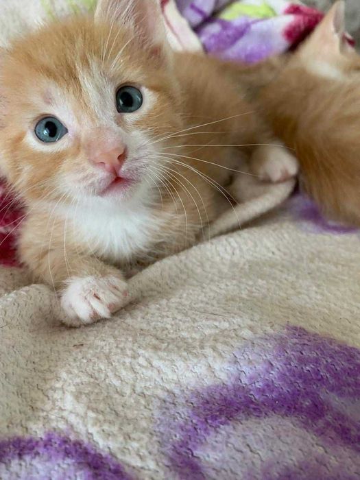 Рыжие котята на продажу