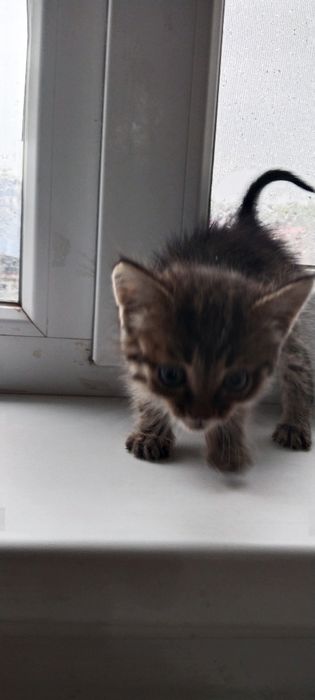 Отдам котёнка в добрые руки