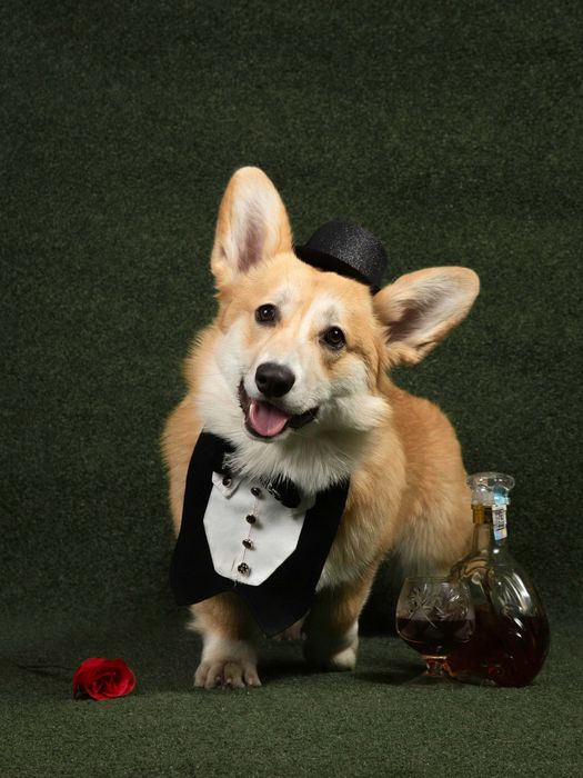 Кобель корги ищет подругу