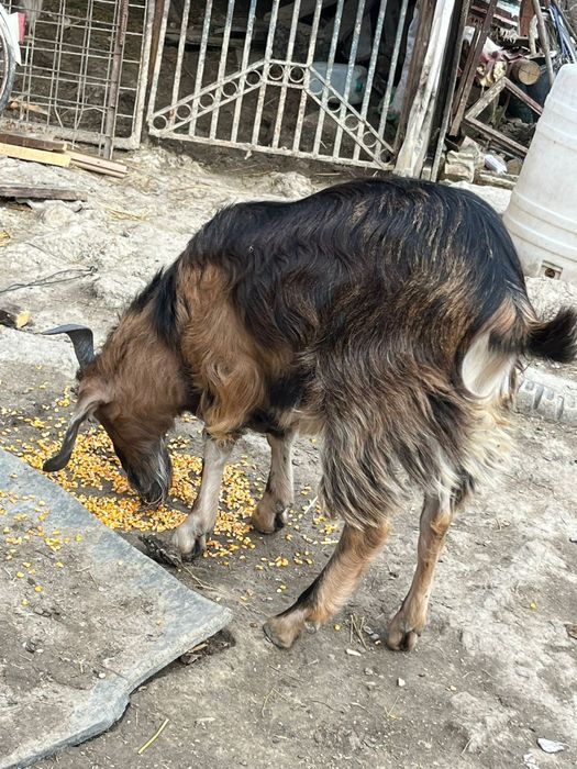 Vând ied , vârstă 1 an , 750 lei negociabil