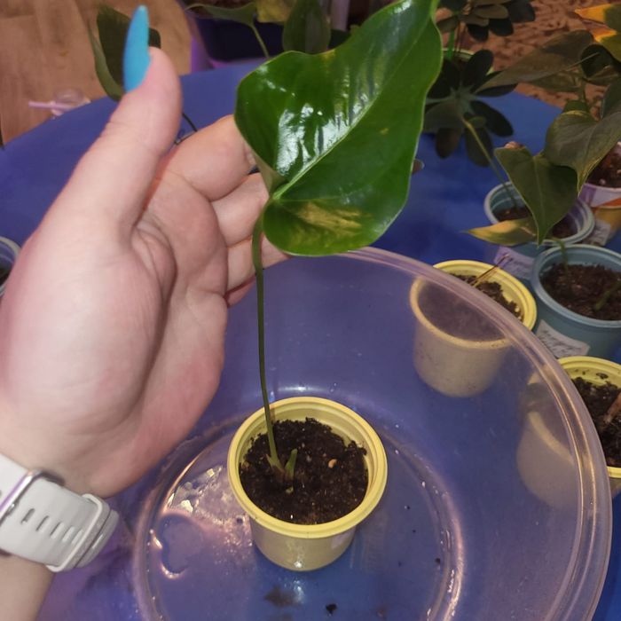 Отростки комнатных растений