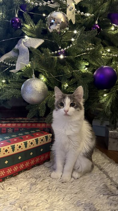 Котенок (девочка)