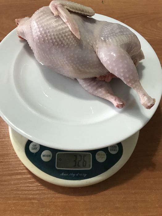 Инкубационные  перепелиные яйца