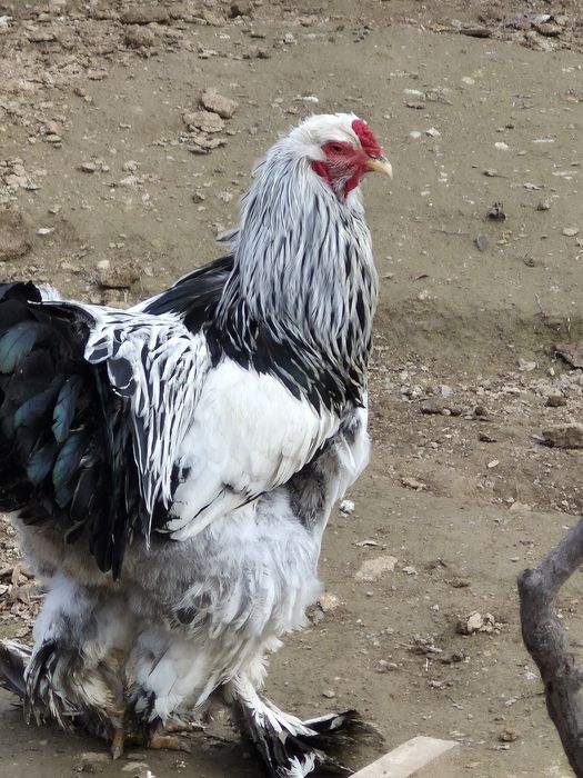 Брама Светлый , Тёмный пародаларының балапан аштыруға жұмыртқалары сат