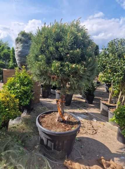 Plante Verzi de Pepinieră – Echipa Noastră Asigură Montajul