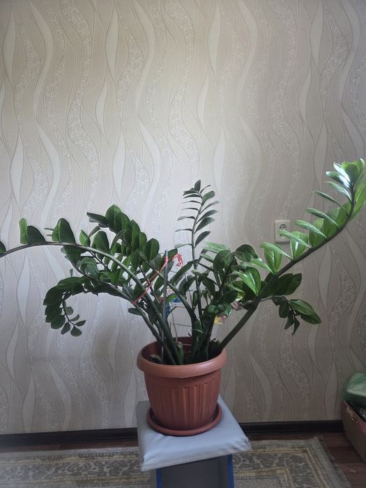 Доллар продам срочна