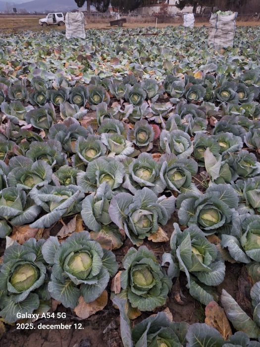 Varza plata Beverly Hills