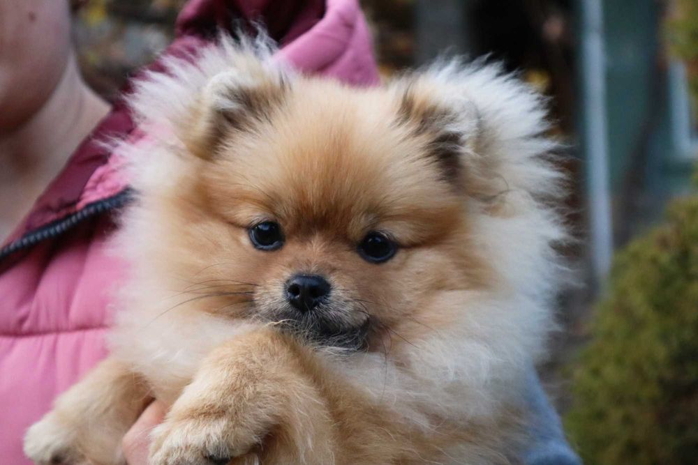 Миниатюрно момиченце померан с родословие FCI