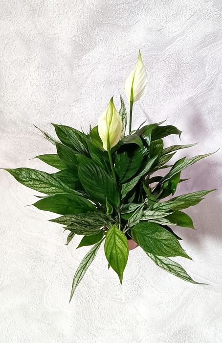 Спатифиллумы Сенсация