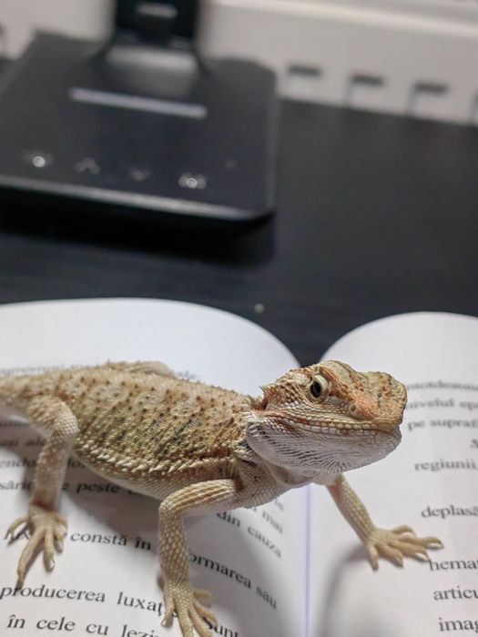 Cameleon/gecko/agama