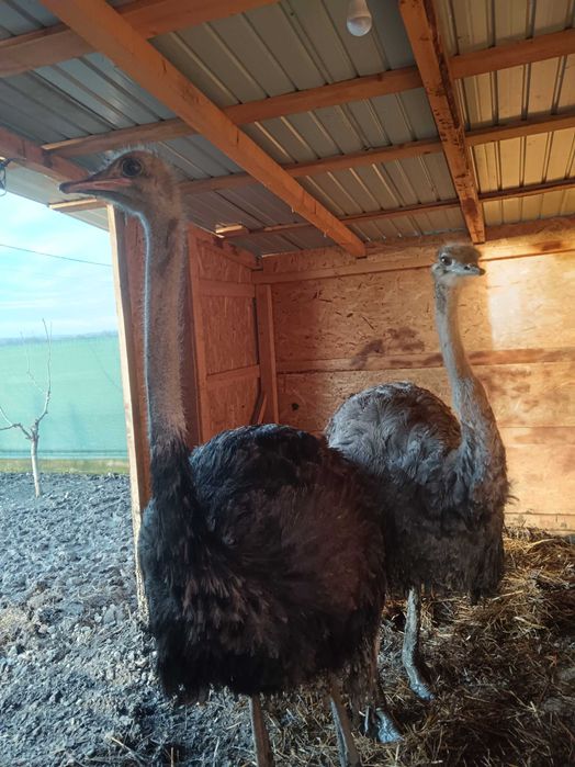 Vând familie struți africani