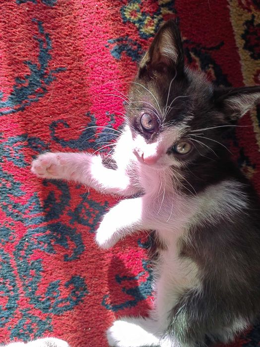 Отдам котят, в добрые руки