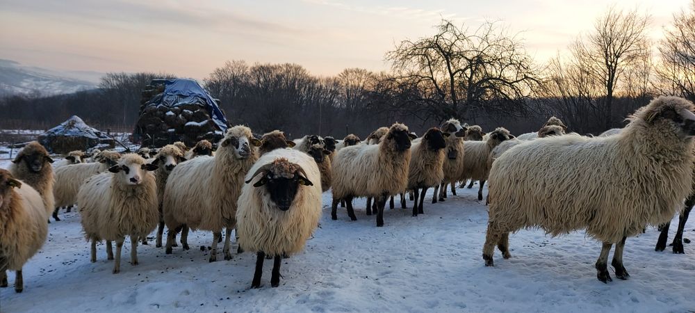 Oi de vânzare care sunteți interesați totul se vede la fața locului