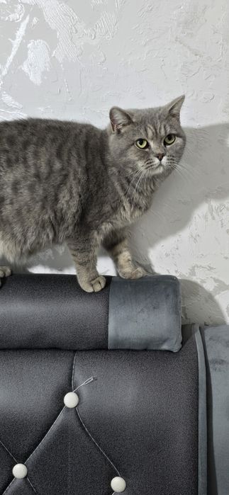 Skotish strayt qiz bola