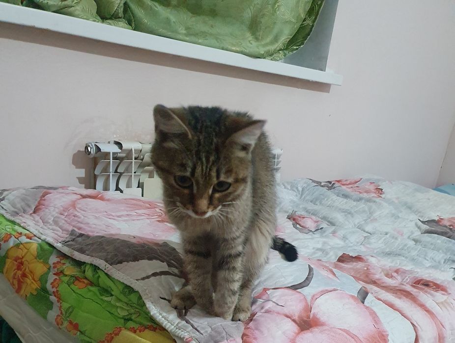 Котята очаровательные