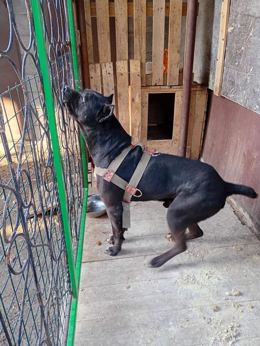 Продам Кане Корсо кабель