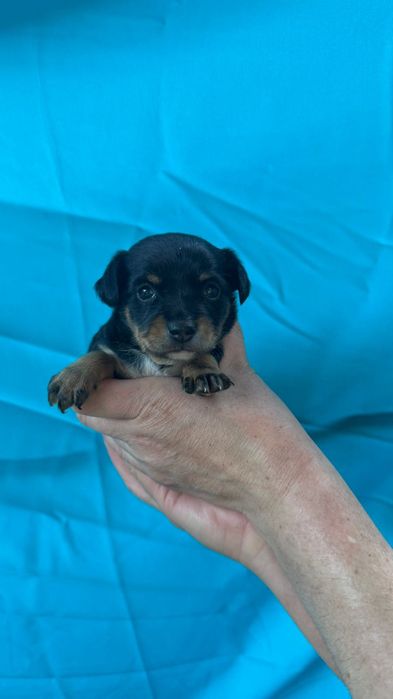 Русский той терьер