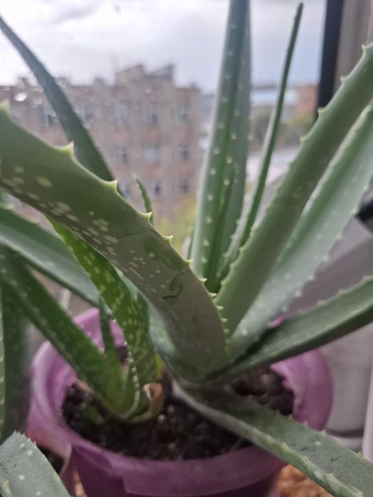 Продам алоэ вера лечебный