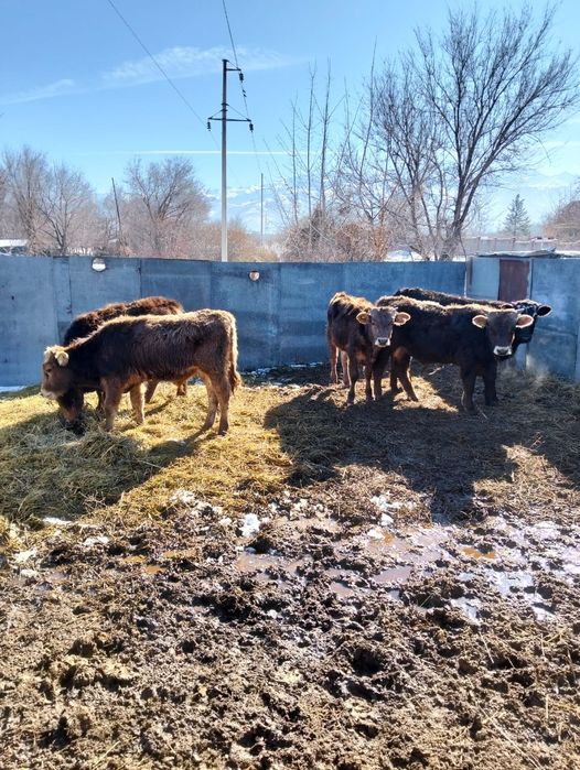 Продаются бычки.
