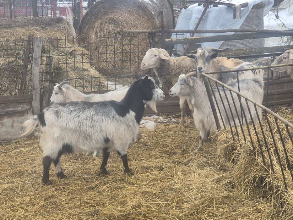 Vand      capre gestante