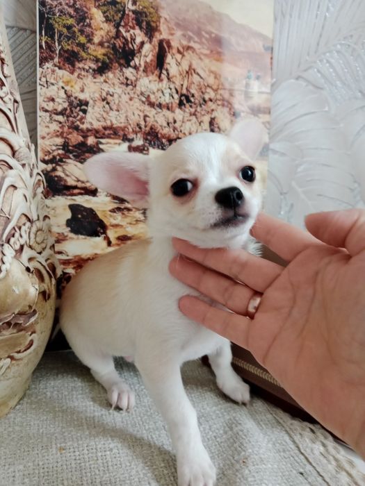 В продаже Чихуашки.