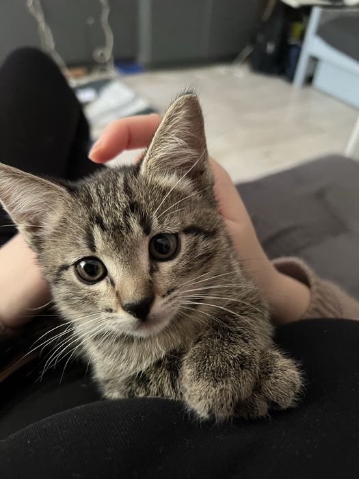 Отдаем милых котят