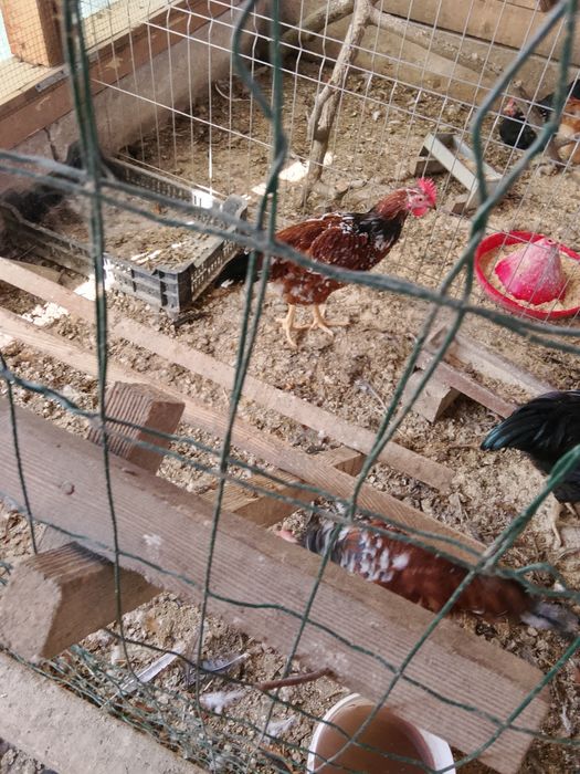 Vând familie de Jersey gigant trio si cocosi pinta australiană