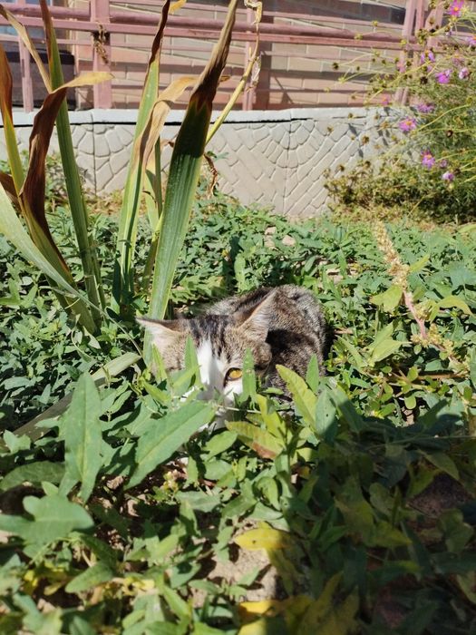 Котенок ласковая красивая