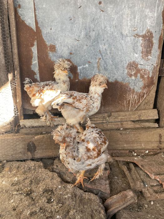 Струмски стандарт,бантам и копринки