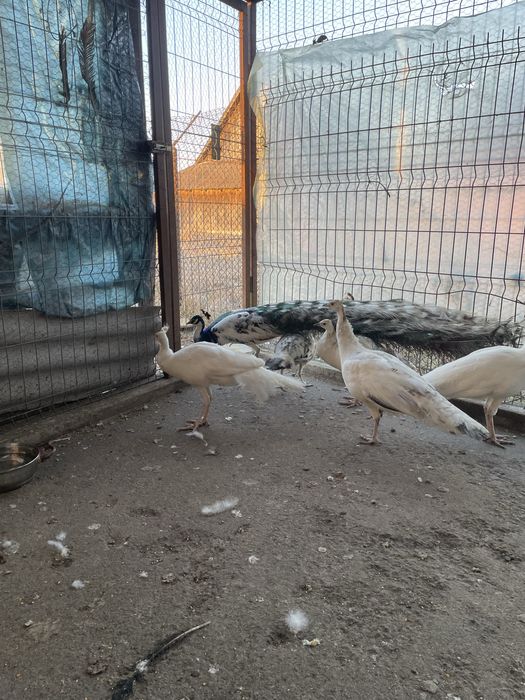 vând o pereche de păuni albi