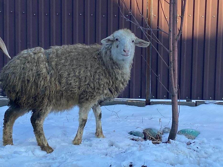 Семиз тоқты  сатамын