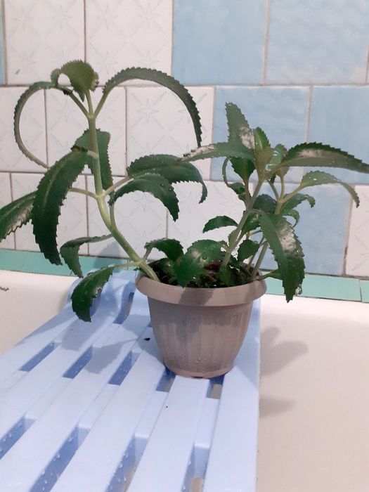 Лечебный цветок Каланхоэ Дегремона