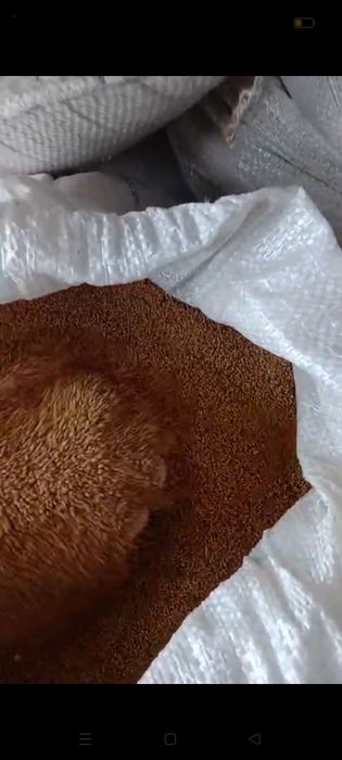 Жоңышқа тұқымы магниттелген