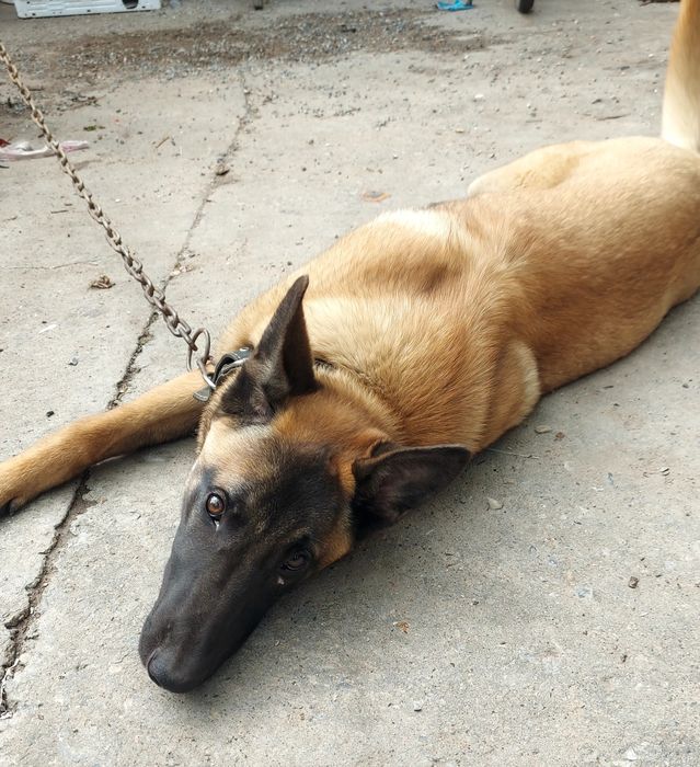 Продам бельгийскую овчарку(Малинуа)