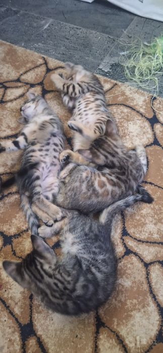 Продаются котята Бенгалы