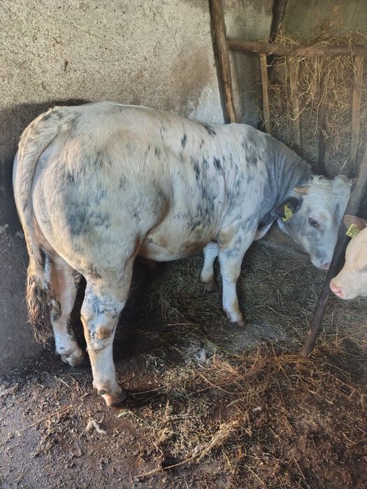 Taur de vânzare belgian