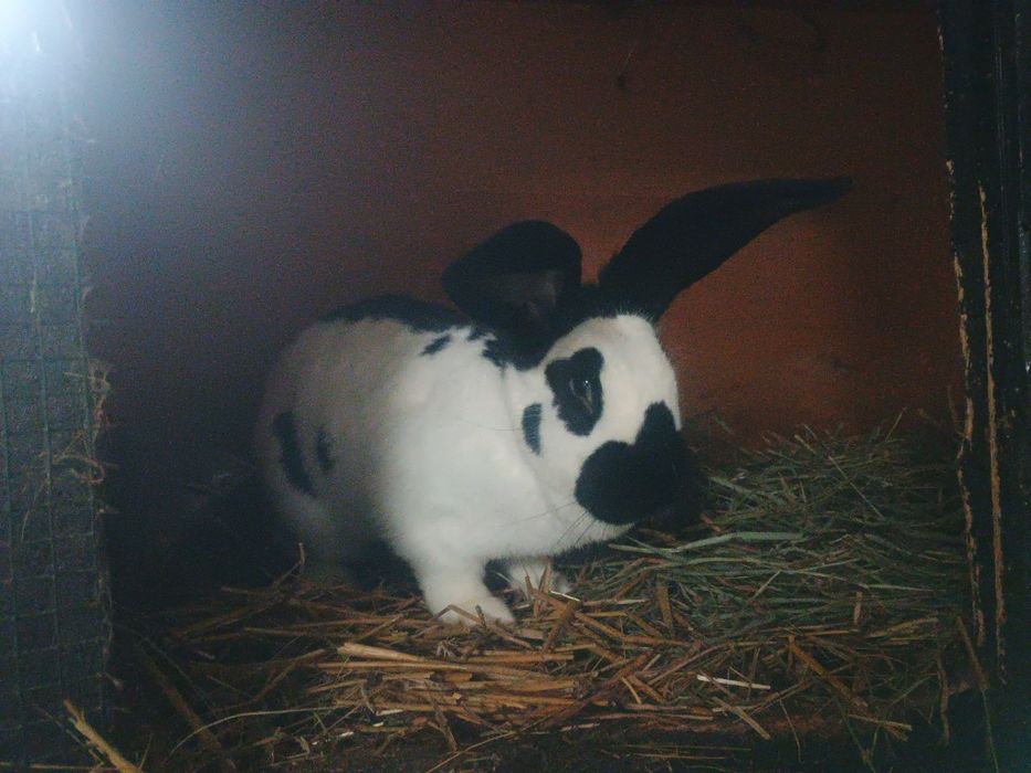 Iepuroaica fluture german de vânzare