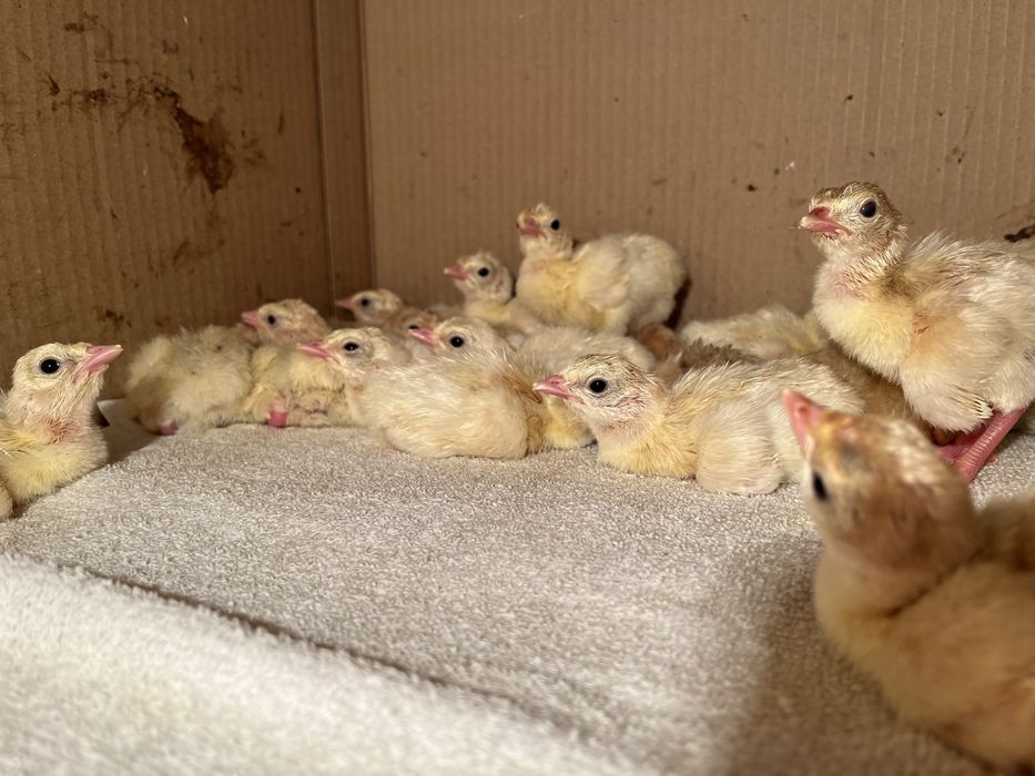 Продаются индюшата