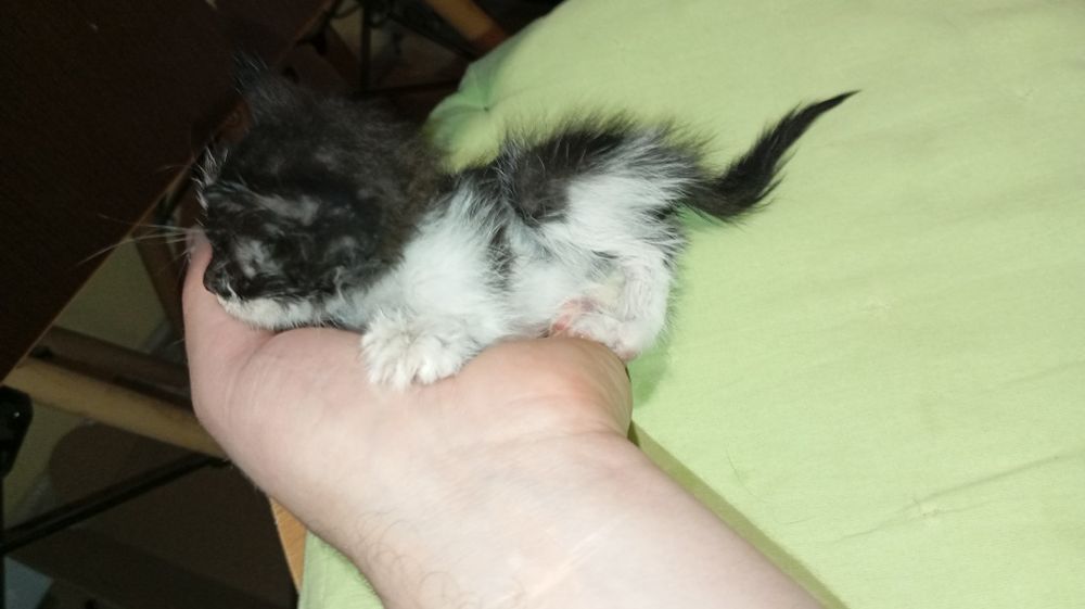 Котёнок чёрно-белый
