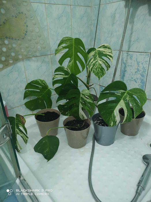 Монстера альба варигантная