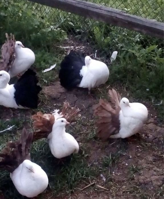 Продам павлинов !