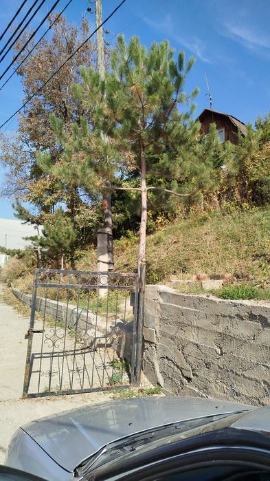 Продам сосну на штамбе крымская