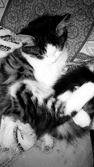 Котенок милашка, красотка