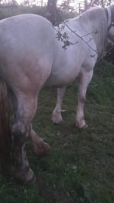 Iapă și armărsar de vânzare