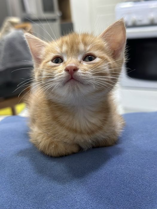 Красивые котята бесплатно