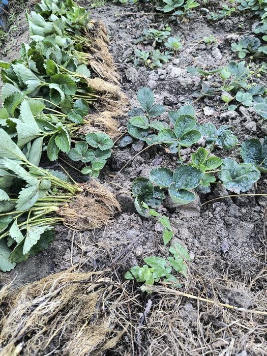 Разсад ягоди , малини и къпини